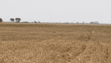 ​🐆 ब्रेकिंग न्यूज़: इटावा क्षेत्र में चीते की दस्तक, ग्रामीणों में दहशत!