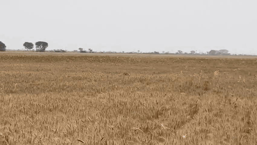 ​🐆 ब्रेकिंग न्यूज़: इटावा क्षेत्र में चीते की दस्तक, ग्रामीणों में दहशत!
