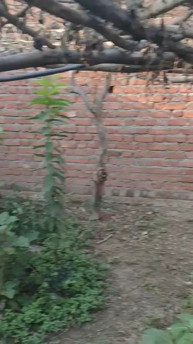 भगज्जी का बगीचा आम, के पेड़ अति सुन्दर