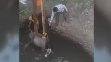 झालरापाटन: झालावाड़ कालीसिंध थर्मल के सामने स्थित कुएं में गिरे गोवंश का क्रेन की सहायता से रेस्क्यू कर नंदी की बचाई गई जान