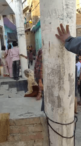 मोहल्ला जुगियाना कस्बा सफीपुर जनपद उन्नाव लड़ाई झगड़े का वीडियो हुआ वायरल लाठी डंडे चलाते हुए दिखे लोग कई लोग घायल हो