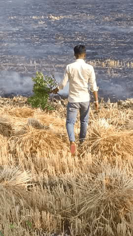 gav gadari me gehu ke khet me lgi aag .