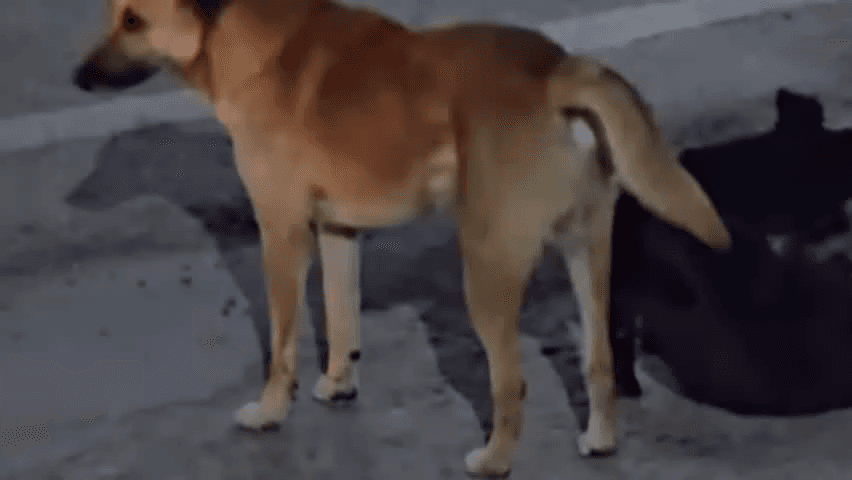 करनाल: आवारा कुत्ते के काटने की जन समस्या से शहर के लोग परेशान सरकारी अस्पताल में इलाज के लिए पहुंचे#jansmasya