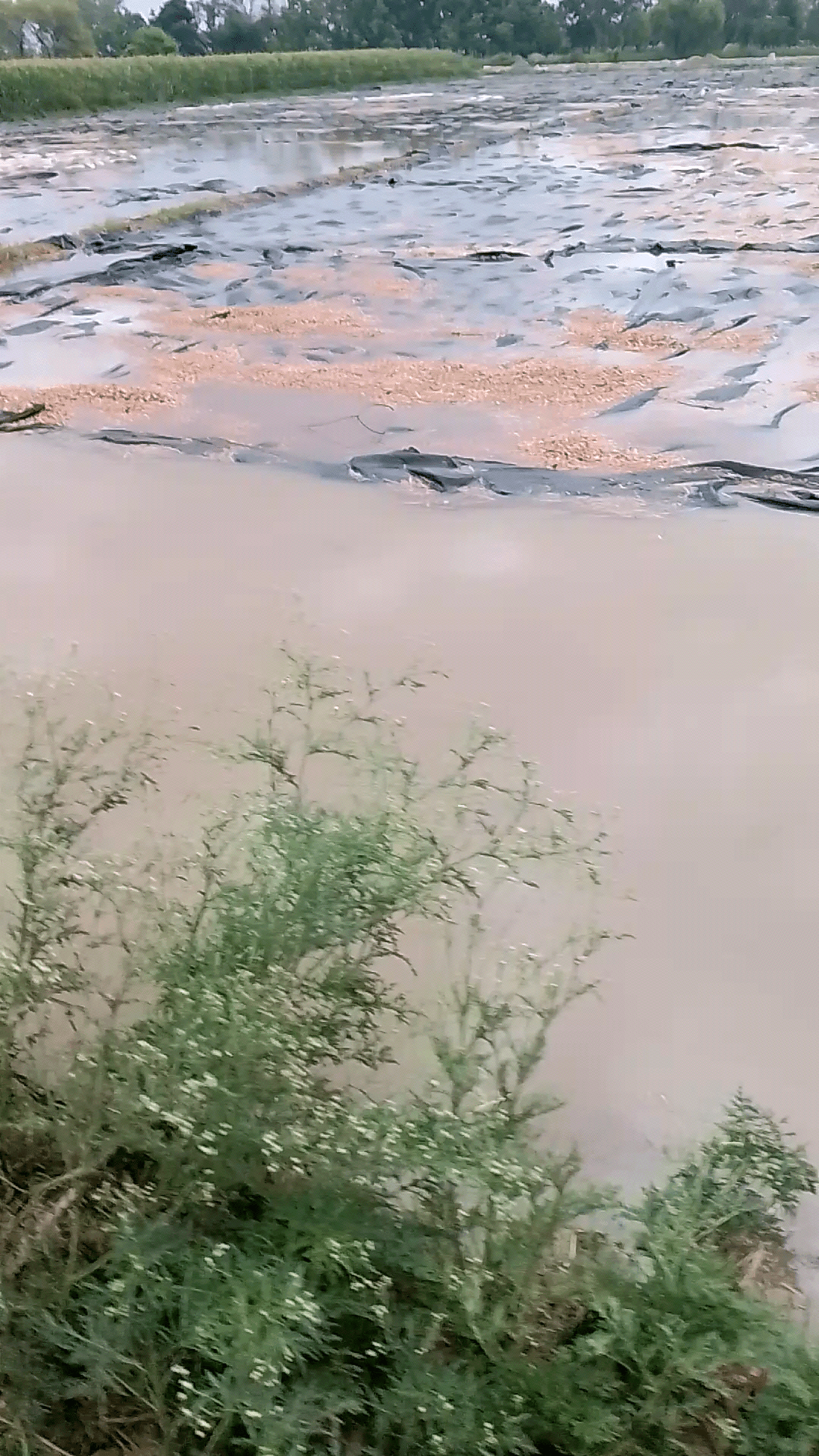 gram Karauli tahsil savar jila Kasganj gaon khuratal ke mein Aaj 4:00 baje se bahut hi jyada barish ho rahi hai