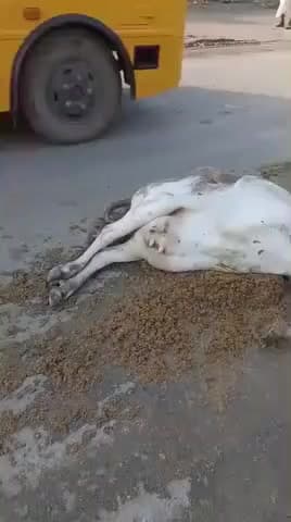 आज हमारे गड़वाई रोड पर हमारी गौ माता को एक ट्रैक वाले ने किस कदर कुचल दिया है इस ट्रैक वाले पर कड़ी से कड़ी कारवाई हो