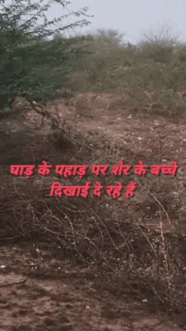 दुनी तहसील के अंतर्गत आने वाली घाड़ ग्राम पंचायत के पहाड़ी क्षेत्र में पैंथर (तेंदुए) के बच्चे दिखाई दिये
