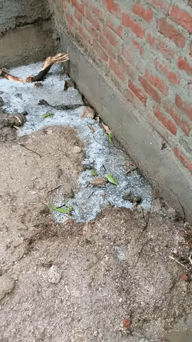 चंदला के घूरा पुरवा में ओले गिरे