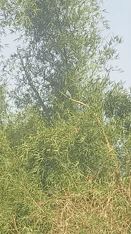 जय श्री महाकाल 🙏 8 मई सुबह हो गई पक्षी निकले खाना ढूढ़ने, सघर्ष सबको करना होता पशु -पक्षी हो या इंसान 
#Raisen #Bareli