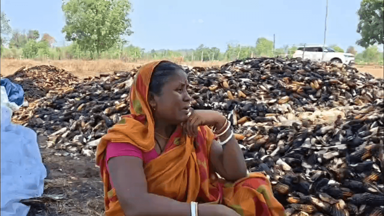 पखांजूर: माझीकुटनी में किसान की मक्के की फसल जलकर हुई राख, लाखों का हुआ नुकसान
