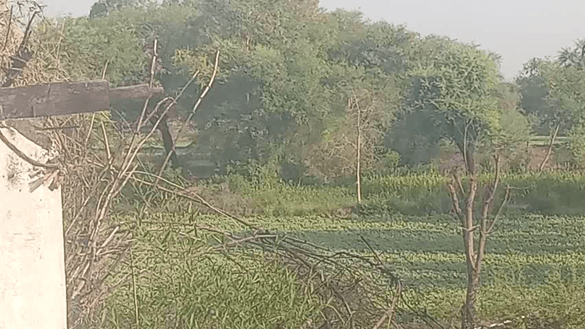 जय श्री महाकाल 🙏रायसेन वाले 10मई कितना प्यारा "हरा -भरा "दिख रहा है खेत l आपको कैसा लगता है खेत l
#Mp #Raisen  #Bareli