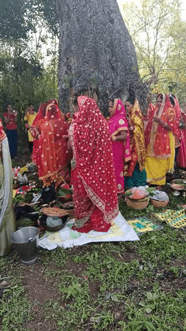 Gamhariyatar Narayanpur me vat Savitri
puja