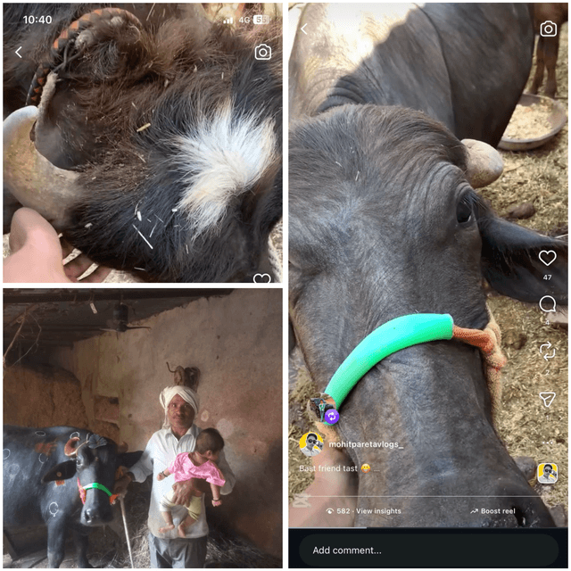 जानकारी देने वाले को उचित इनाम ( 8619839424 )खानपुर तहसील के ग्राम पंचायत बोरदा मऊ के निवासी भीमराज पारेता  s/o राधाकिशन जी पारेता की 2 भैंस और एक पाड़ा खो गया है |