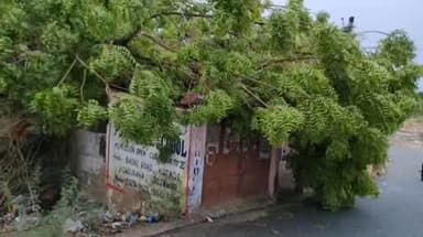 मारवाड़ जंक्शन: मारवाड़ जंक्शन के आउवा गांव में तेज आंधी से दुकान पर गिरा नीम का पेड़, दुकान मालिक की जान बाल-बाल बची