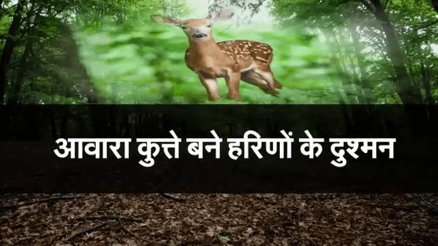 Jodhpur Blackbuck dead| आफत में हरिण और चिंकाराओं की जान