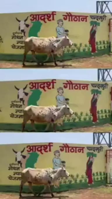 चंदखुरी गौठान में गौ पालन से समूह की महिलाओं को मिला रोज़गार।

जिला प्रशासन के प्रयास से ग्राम चंदखुरी की पूजा स्व सहायता समूह की दीदियों को मिली हैं पाँच उन्नत नस्ल की गाय।

दूध का व्यवसाय कर महिलाओं को हो रही 60 हज़ार की मासिक आय