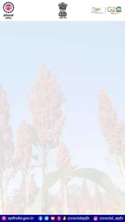 Mullets (shree Anna) may be small in size but they are filled with nutrients.