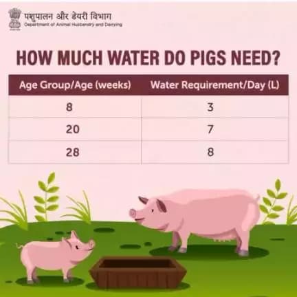 Water is an essential nutrient for 🐷

Make sure to keep them hydrated for optimal health and growth. 👌🏻💧

#PigFarming #AnimalHealth #AnimalWealth #animal