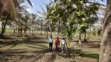 Coconut Development Board, Regional Office, Karnataka visited the coconut farmers cluster under the LoDP scheme in Mandya district, Karnataka on the third week of August 2023.
#agrigoi #coconut #LoDP #Karnataka