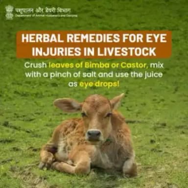 🐂 Check out this simple home remedy to treat livestock eye 👀 injuries. 

#AnimalHealth #AnimalWealth #AnimalHusbandry #HealWithHerbs
