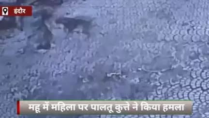 अपने पालतू कुत्तों को संभाल कर रखे हैं लोगों पर हमला कर देते हैं पालतू कुत्ते कुछ ज्यादा ही आदमखोर बन जाते हैं