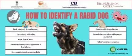 Concerned about rabies in dogs? Check out the infographic for signs of a rabid dog. 🐕🚫 #WorldRabiesDay #EraseRabies #OneHealth #OneHealthIndia