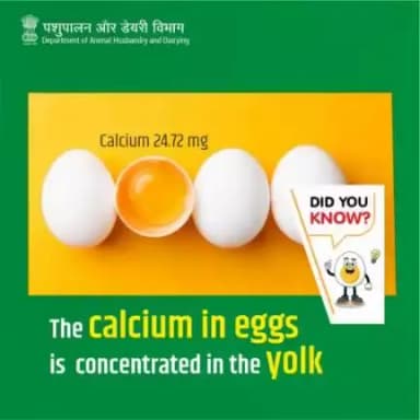The calcium in eggs is concentrated in the yolk. The yolk is the yellow or orange part of the egg, and it contains a variety of essential nutrients, including calcium.
#WorldEggDay #Eggcellent #animalhusbandry