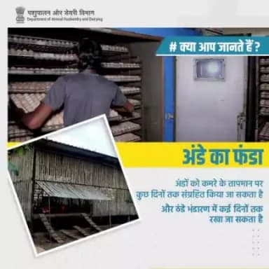 अंडों को ठंडे भंडारण में रखने से उनकी शेल्फ लाइफ बढ़ती है। इन्हें सही ढंग से संग्रहित करने के लिए सुरक्षित और समृद्ध भंडारण की आवश्यकता होती है।
#Eggcellent #HealthyEating #ProteinPower #animalhusbandry