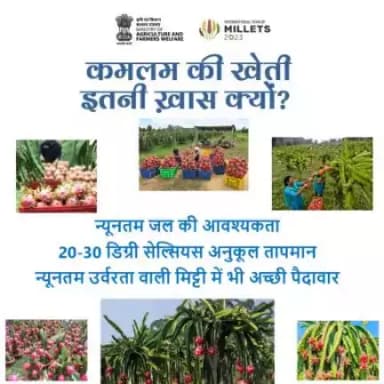 कमलम की खेती कर पाएं अधिक उत्पादन व लाभ!  
. 
ड्रैगन फ्रूट का एक पेड़ सालाना तीन से चार बार फल देता है जिसमें प्रत्येक फल का वजन करीब 300 से 800 ग्राम तक हो सकता है।
#agrigoi #Kamalam #dragonfruit #agriculture
