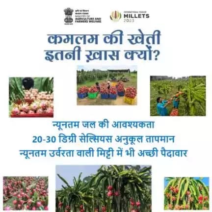 कमलम की खेती कर पाएं अधिक उत्पादन व लाभ!  
. 
ड्रैगन फ्रूट का एक पेड़ सालाना तीन से चार बार फल देता है जिसमें प्रत्येक फल का वजन करीब 300 से 800 ग्राम तक हो सकता है।
#agrigoi #Kamalam #dragonfruit #agriculture