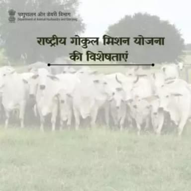 राष्ट्रीय गोकुल मिशन भारत के डेयरी क्षेत्र के लिए एक लाभकारी योजना है l यह किसानों, प्रजनकों और दूध उत्पादों के उत्पादकों को विभिन्न लाभ और सुविधाएँ प्रदान करता है।
#राष्ट्रीयगोकुलमिशन #RashtriyaGokulMission #empowerfarmers #milkproduction