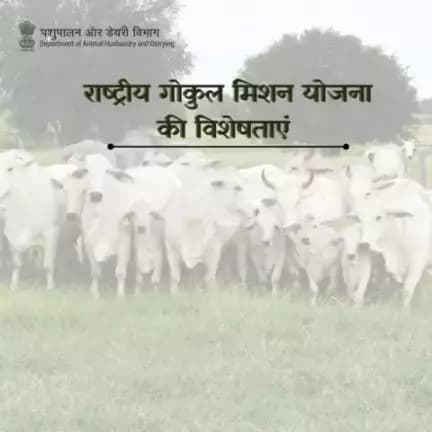 राष्ट्रीय गोकुल मिशन भारत के डेयरी क्षेत्र के लिए एक लाभकारी योजना है l यह किसानों, प्रजनकों और दूध उत्पादों के उत्पादकों को विभिन्न लाभ और सुविधाएँ प्रदान करता है।
#राष्ट्रीयगोकुलमिशन #RashtriyaGokulMission #empowerfarmers #milkproduction