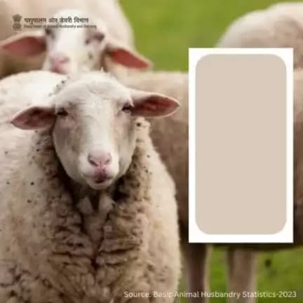 The meticulous efforts of livestock farmers, combined with advancements in agricultural practices and technology, have led to this remarkable achievement, solidifying the country's position as a key player in the global #wool market.  #shee