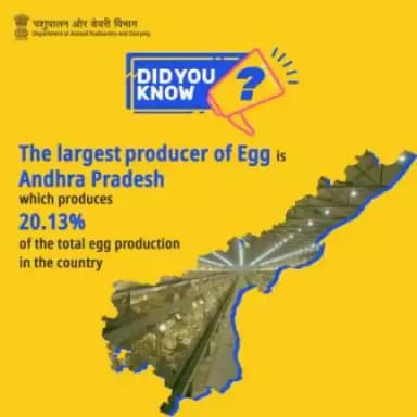 Did You Know:
Andhra Pradesh emerges as the top egg producer, contributing 20.13% to the country's total #eggproduction, showcasing its significant role in the nation's #poultry industry.@APAHD2023