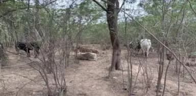 #Deeg : #गौकसी हेतु लाये गये 13 #गौवंश को कराया मुक्त, थाना #पहाडी के गांव फतेहपुर के पास से कराया मुक्त