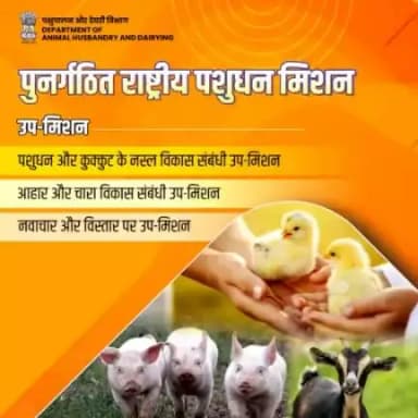 पुनर्गठित राष्ट्रीय पशुधन मिशन: 
नस्ल विकास, आहार विकास, और नवाचार के साथ पशुधन को बढ़ावा देने की दिशा में कदम #national_livestock_mission #NLM #livestockgrowth
