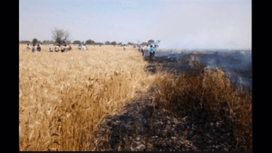 गौतमबुद्ध नगर में गेहूं की कटाई करने वाली मशीन में लगी आग, 50 बीघा में लगी फसल जलकर हुई खाक #फसल_आग