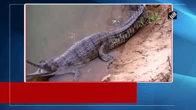 ओडिश (Odisha) एकमात्र ऐसा राज्य बनकर उभरा है, जहां मगरमच्छ की सभी तीन प्रजातियां मौजूद हैं. गाड़ियाल के अंडों को इन्क्यूबेशन के लिए 70 दिन की जरूरत होती है.