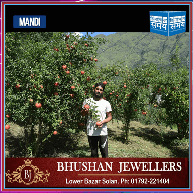 मंडी के पून्ने राम ने कर  दिया कमाल। बिना कैमिकल छिड़काव के फसल का बंपर उतपादन
https://youtu.be/vXLmHuzv5PE