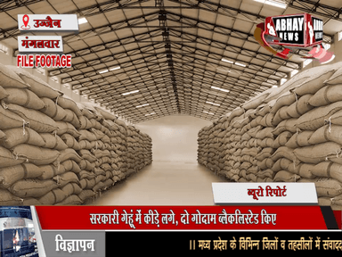 सरकारी गेहूं में कीड़े लगे, दो गोदाम ब्लैकलिस्टेड किए, कलेक्टर ने की कार्रवाई, तराना और खेड़ाखजूरिया में हैं गोदाम