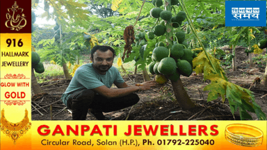 #ऑर्गेनिक पपीता उत्पादन कर स्वरोजगार की पकड़ी राह, बने युवाओं के प्रेरणा स्त्रोत