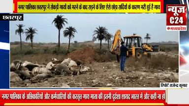 नगर पालिका छतरपुर ने सेकड़ों गायों को मरने के बाद सड़ने के लिए ऐसे छोड़ा सर्दियों के कारण मरी हुई हैगाय