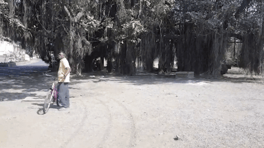 नाशिक: मंत्री आदित्य ठाकरेंनी वाचवलेल्या त्रिमूर्ती चौकाकडे जाणाऱ्या वडाच्या झाडासमोर वृक्ष प्रेमींनी काढली रांगोळी