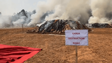 2 लाख किलो गांजा 500 करोड़ रुपये की कीमत आंध्र पुलिस द्वारा जलाया गया