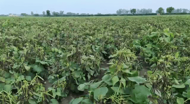 इस्तेमाल करे स्टार एग्रीसीड्स मूँग स्टार 𝟒𝟒𝟖 और हर बार बस विजय भव:।। अधिक जानकारी के लिए सम्पर्क करें 7976725281