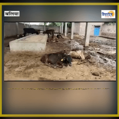 बलिया के सरकारी गौशाला में गायों का बुराहाल

बिना देखभाल के कई गायों की हुईं मौत

उत्तर प्रदेश के बलिया जिले का मामला