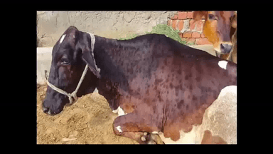 सीएम शिवराज का निर्देश- पशुओं को मुफ्त लगाए जाएं लंपी वायरस के टीके; टोल फ्री नंबर जारी #लंपी_वायरस #पशु_टीकाकरण