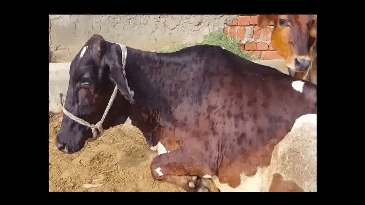 सीएम शिवराज का निर्देश- पशुओं को मुफ्त लगाए जाएं लंपी वायरस के टीके; टोल फ्री नंबर जारी #लंपी_वायरस #पशु_टीकाकरण