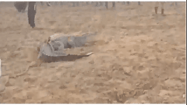 कासगंज के गांव में घुसे मगरमच्छ को लोगों ने पकड़कर रस्सी से पेड़ पर बांधा, वन विभाग को दी सूचना #मगरमच्छ