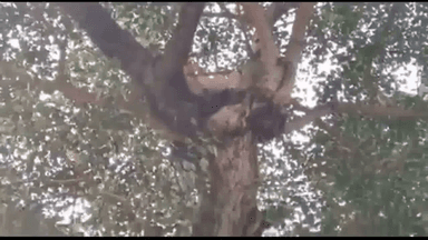 लखनऊ में सीएम योगी से मिलने की ज़िद कर गले में फंदा डालकर पेड़ पर चढ़ा युवक, फेंके पर्चे #सीएम_योगी