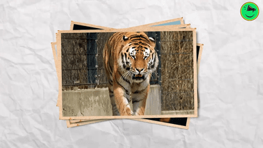 आज की पॉज़िटिव खबरें: 200 ब्रह्मोस सुपरसोनिक क्रूज मिसाइलों से लेकर पहला चार पैरों वाले रोबोट तक